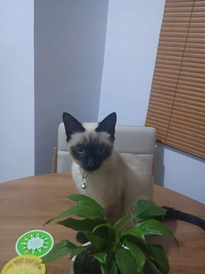 Gato raça Siamês idade 2 a 6 meses nome Tai Lung