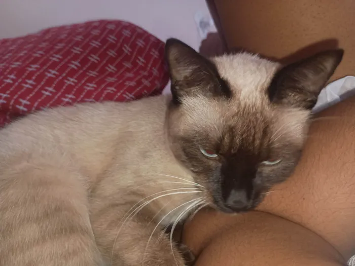 Gato raça Siamês idade 2 a 6 meses nome Tai Lung