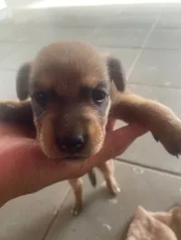 Cachorro raça SRD-ViraLata idade Abaixo de 2 meses nome sem nome ainda