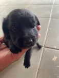 Cachorro raça SRD-ViraLata idade Abaixo de 2 meses nome sem nome ainda