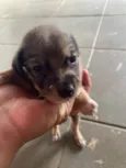 Cachorro raça SRD-ViraLata idade Abaixo de 2 meses nome sem nome ainda