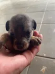 Cachorro raça SRD-ViraLata idade Abaixo de 2 meses nome sem nome ainda