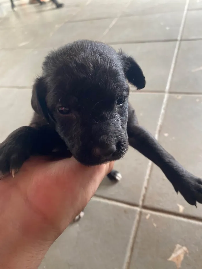 Cachorro raça SRD-ViraLata idade Abaixo de 2 meses nome sem nome ainda