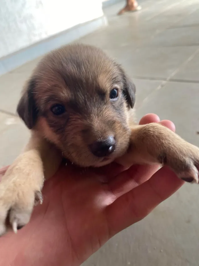 Cachorro raça SRD-ViraLata idade Abaixo de 2 meses nome sem nome ainda