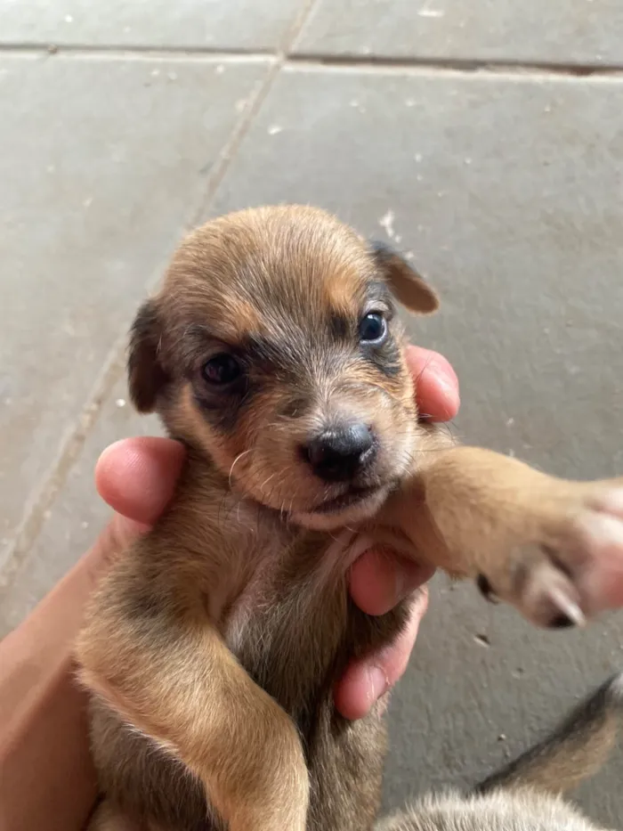 Cachorro raça SRD-ViraLata idade Abaixo de 2 meses nome sem nome ainda
