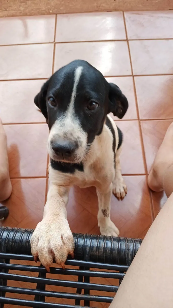 Cachorro raça SRD-ViraLata idade 2 a 6 meses nome Cesar 