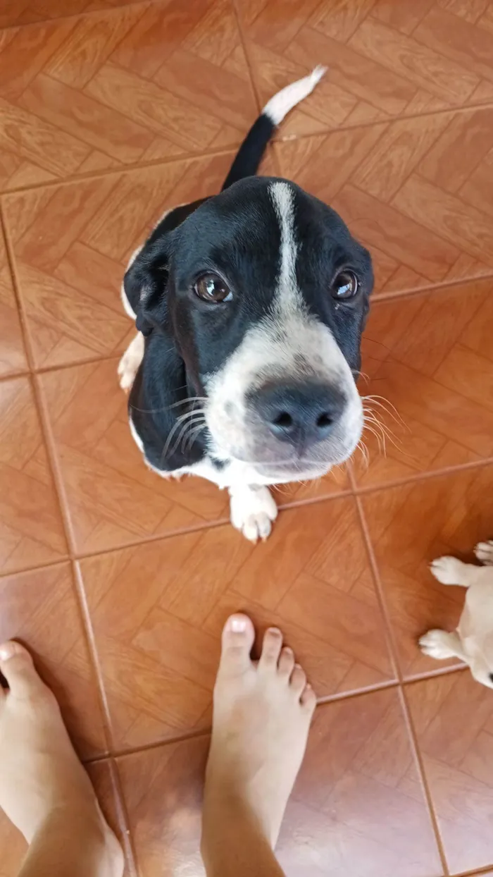 Cachorro raça SRD-ViraLata idade 2 a 6 meses nome Cesar 