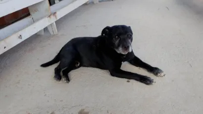 Cachorro raça Fila idade 5 anos nome Magrão 