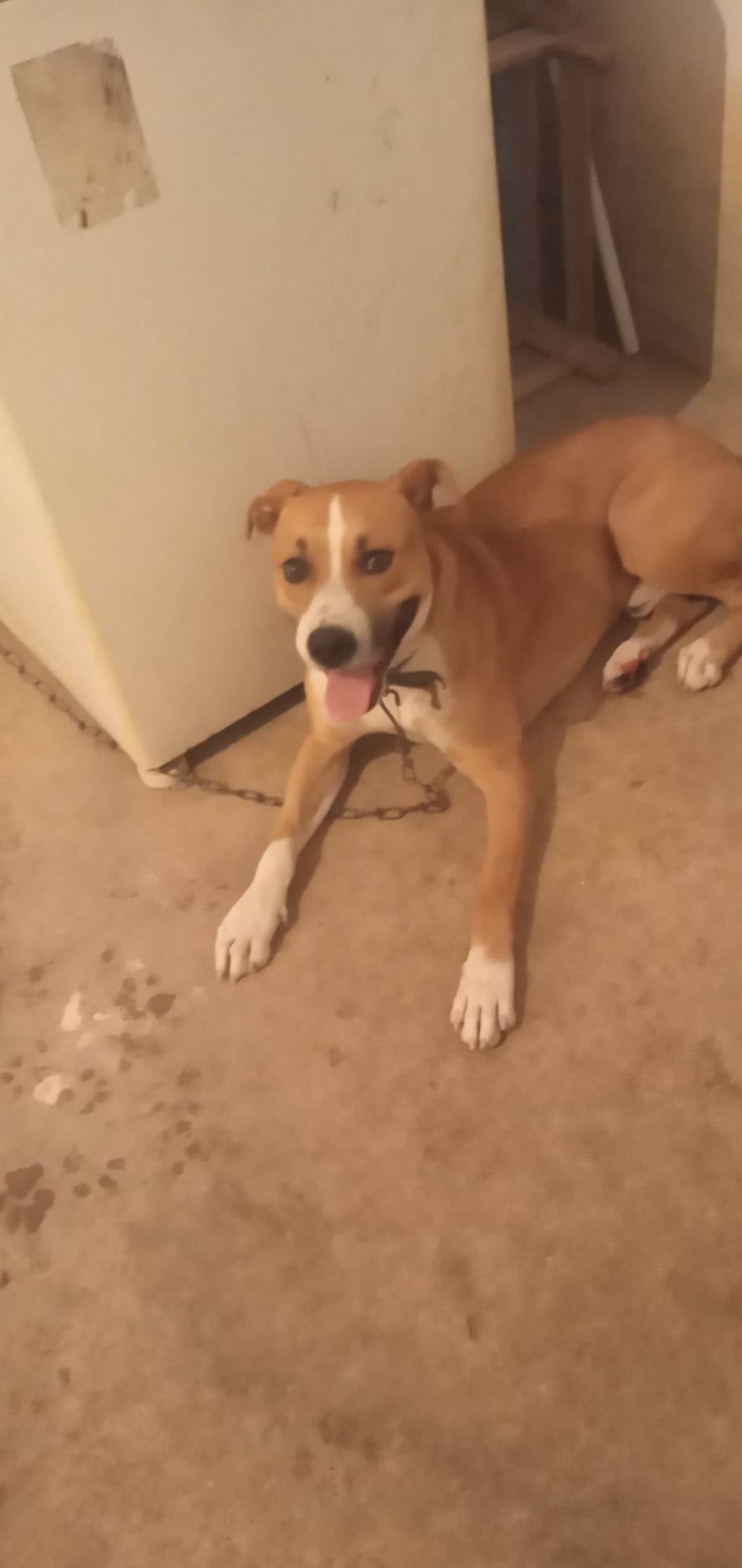 Cachorro raça Chow Chow idade 1 ano nome Max