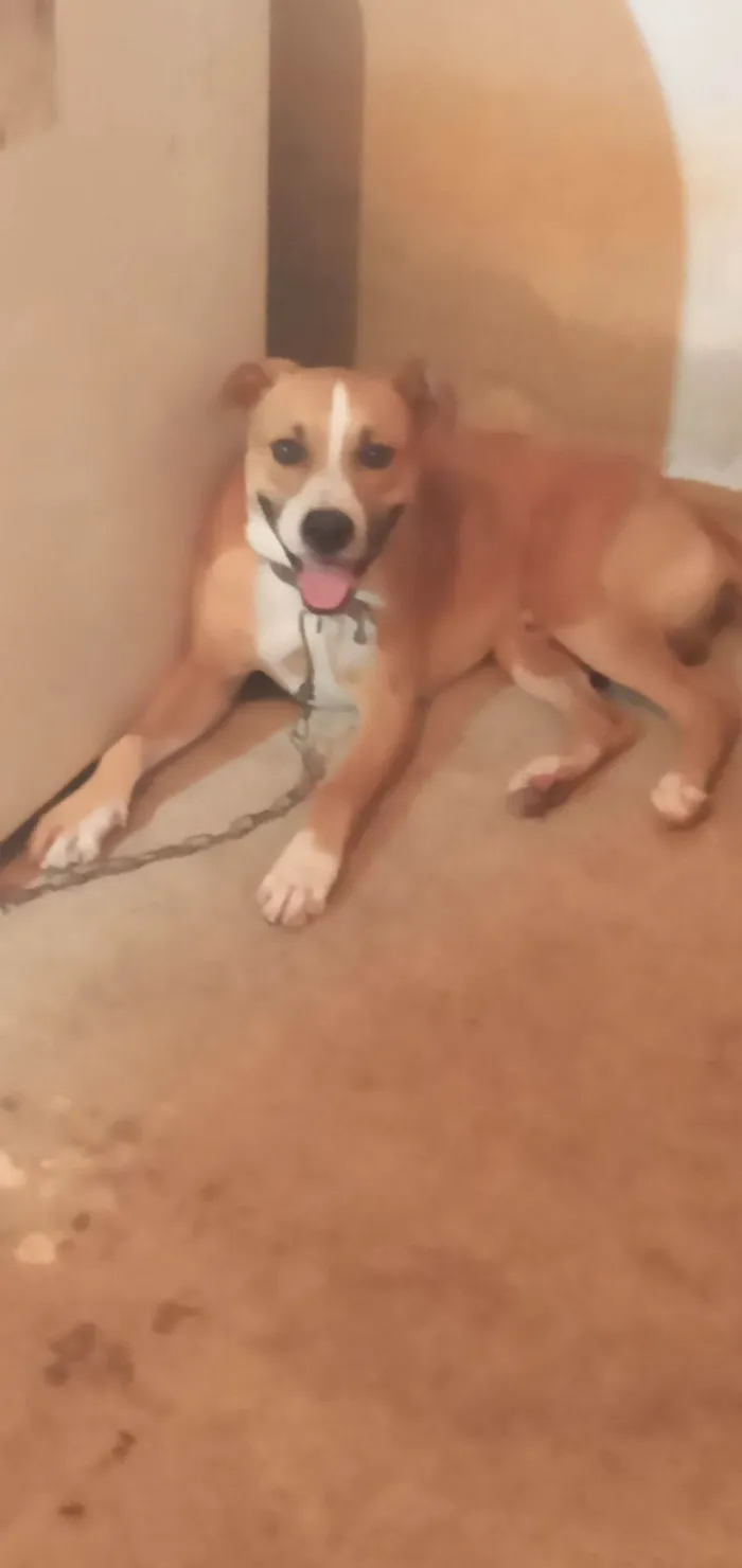 Cachorro raça Chow Chow idade 1 ano nome Max