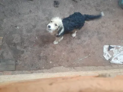 Cachorro raça Poodle idade 7 a 11 meses nome Rubi 