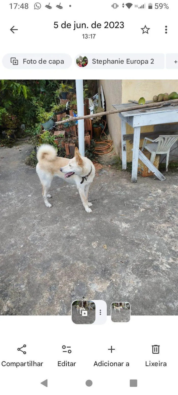 Cachorro raça SRD-ViraLata idade 4 anos nome Layka