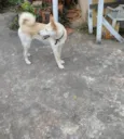 Cachorro raça SRD-ViraLata idade 4 anos nome Layka