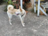 Cachorro raça SRD-ViraLata idade 4 anos nome Layka