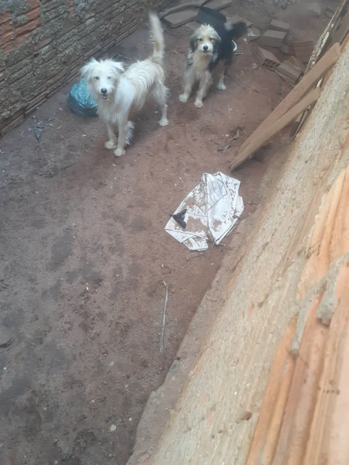 Cachorro raça Poodle idade 7 a 11 meses nome Pandora