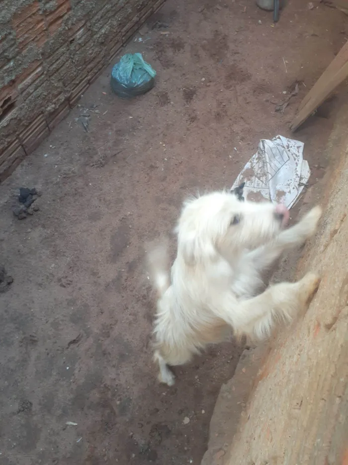 Cachorro raça Poodle idade 7 a 11 meses nome Pandora