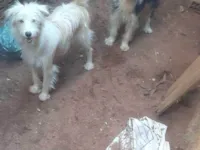 Cachorro raça Poodle idade 7 a 11 meses nome Pandora