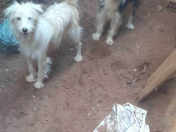 Cachorro raça Poodle idade 7 a 11 meses nome Pandora