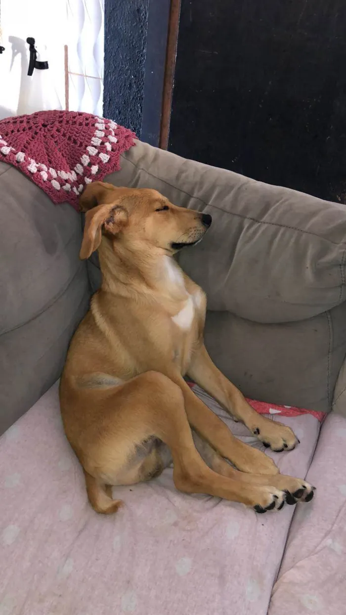 Cachorro raça SRD-ViraLata idade 2 a 6 meses nome Atila