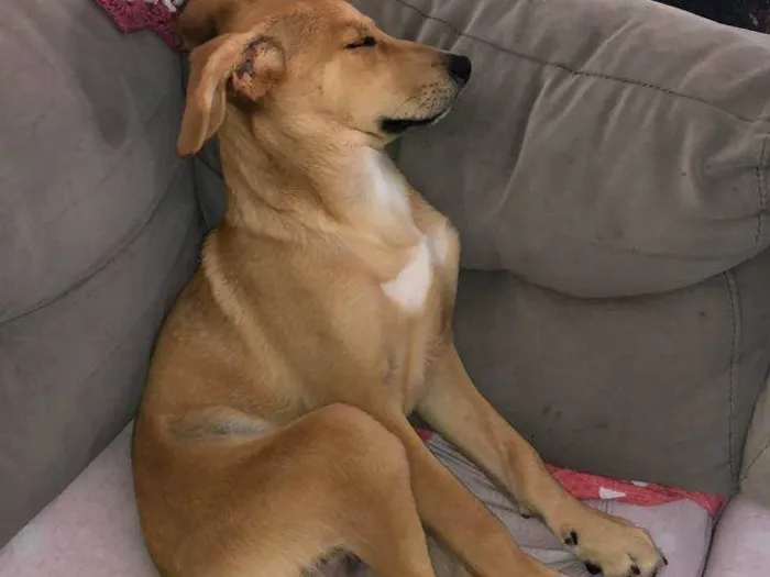 Cachorro raça SRD-ViraLata idade 2 a 6 meses nome Atila