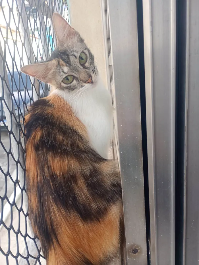 Gato raça SRD-ViraLata idade 7 a 11 meses nome Mel