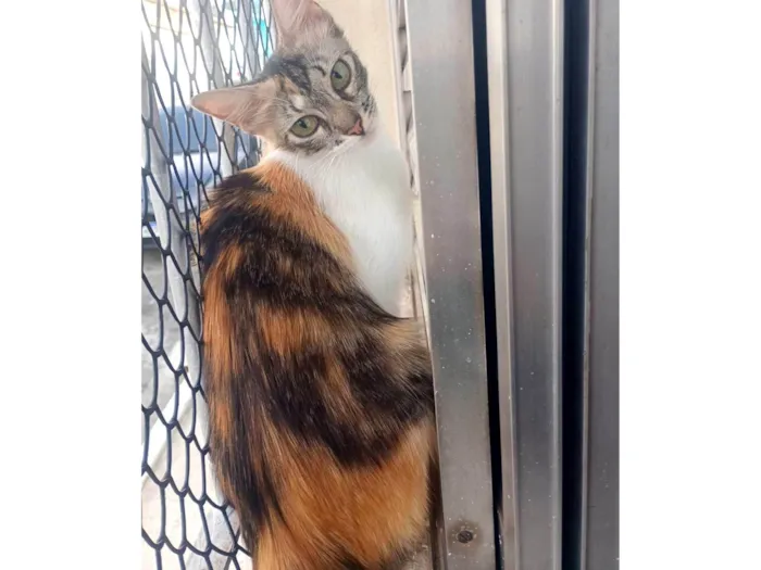 Gato raça SRD-ViraLata idade 7 a 11 meses nome Mel