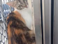 Gato raça SRD-ViraLata idade 7 a 11 meses nome Mel