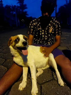 Cachorro raça SRD-ViraLata idade 1 ano nome Bolt