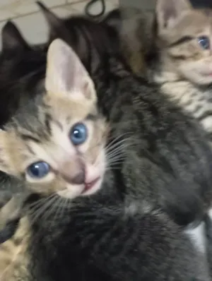 Gato raça SRD-ViraLata idade Abaixo de 2 meses nome Não possuem