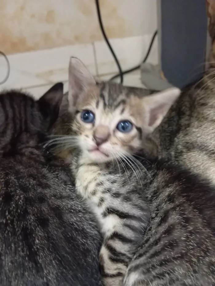 Gato raça SRD-ViraLata idade Abaixo de 2 meses nome Não possuem