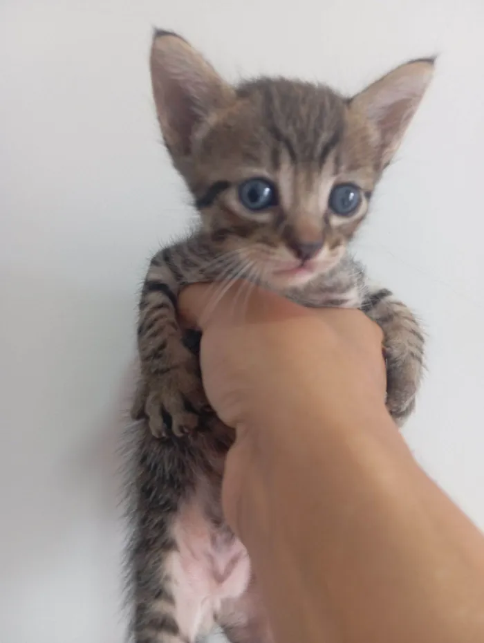 Gato raça SRD-ViraLata idade Abaixo de 2 meses nome Não possuem