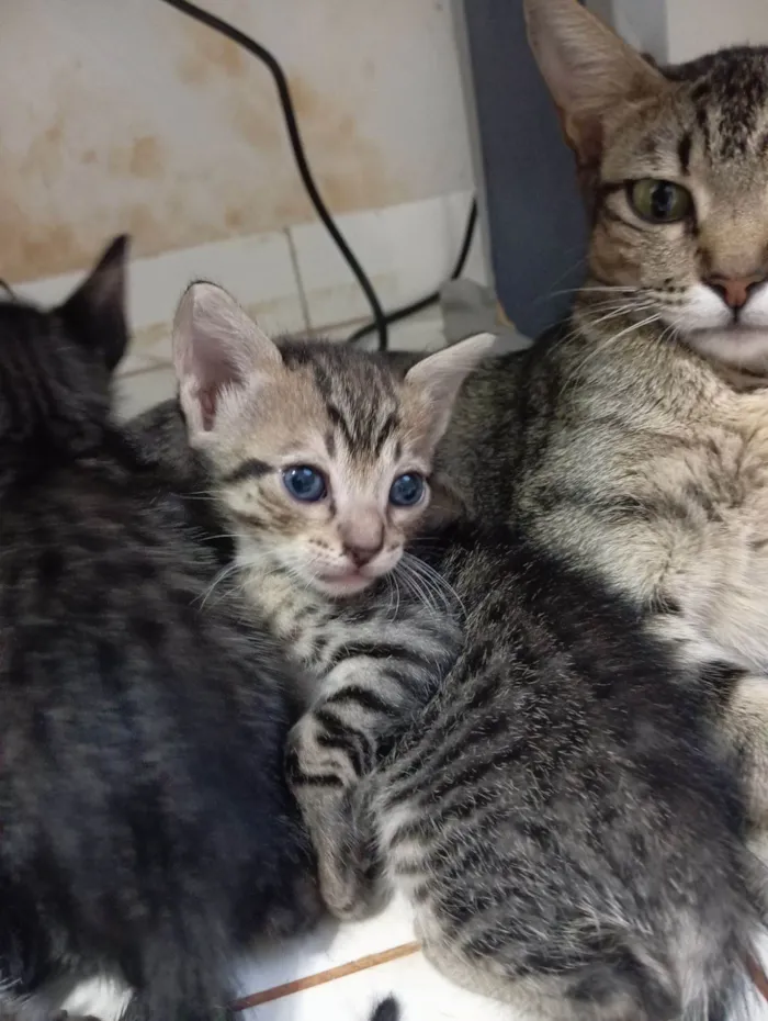 Gato raça SRD-ViraLata idade Abaixo de 2 meses nome Não possuem
