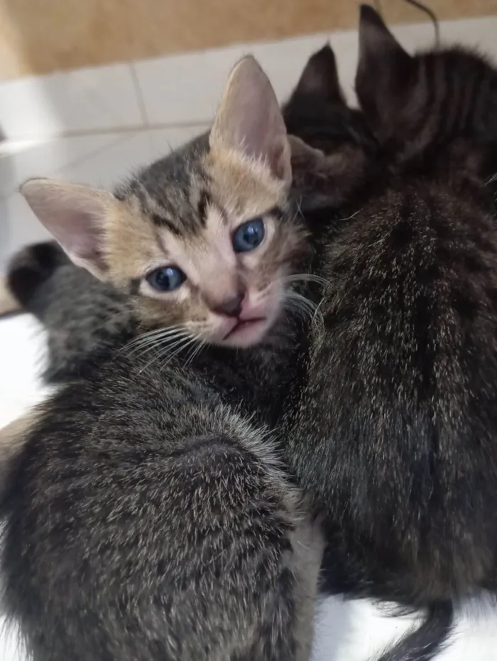 Gato raça SRD-ViraLata idade Abaixo de 2 meses nome Não possuem
