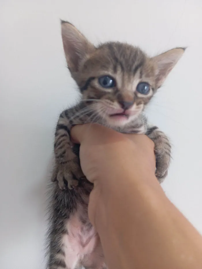 Gato raça SRD-ViraLata idade Abaixo de 2 meses nome Não possuem
