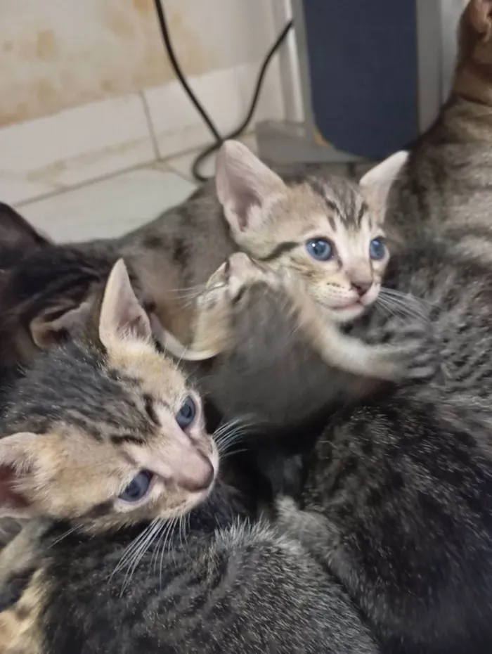 Gato raça SRD-ViraLata idade Abaixo de 2 meses nome Filhotinhos de gatos