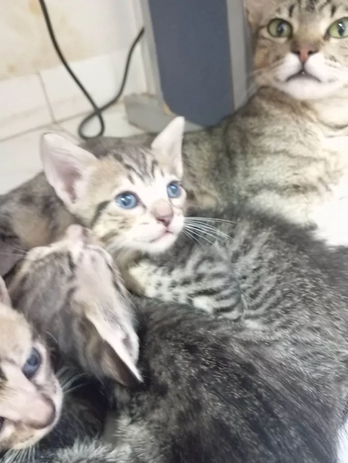 Gato raça SRD-ViraLata idade Abaixo de 2 meses nome Filhotinhos de gatos