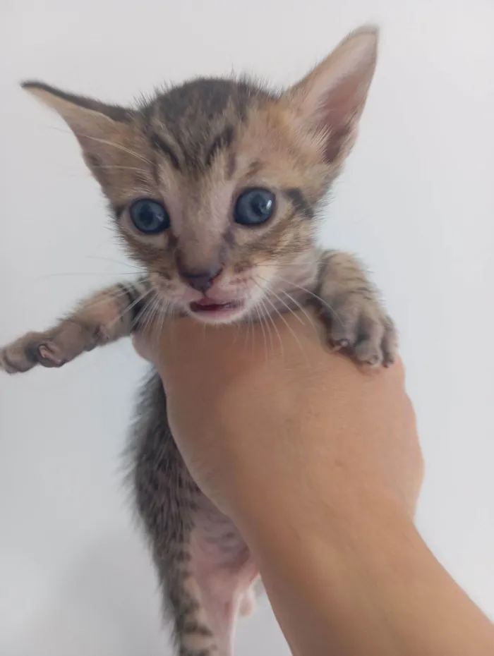 Gato raça SRD-ViraLata idade Abaixo de 2 meses nome Filhotinhos de gatos