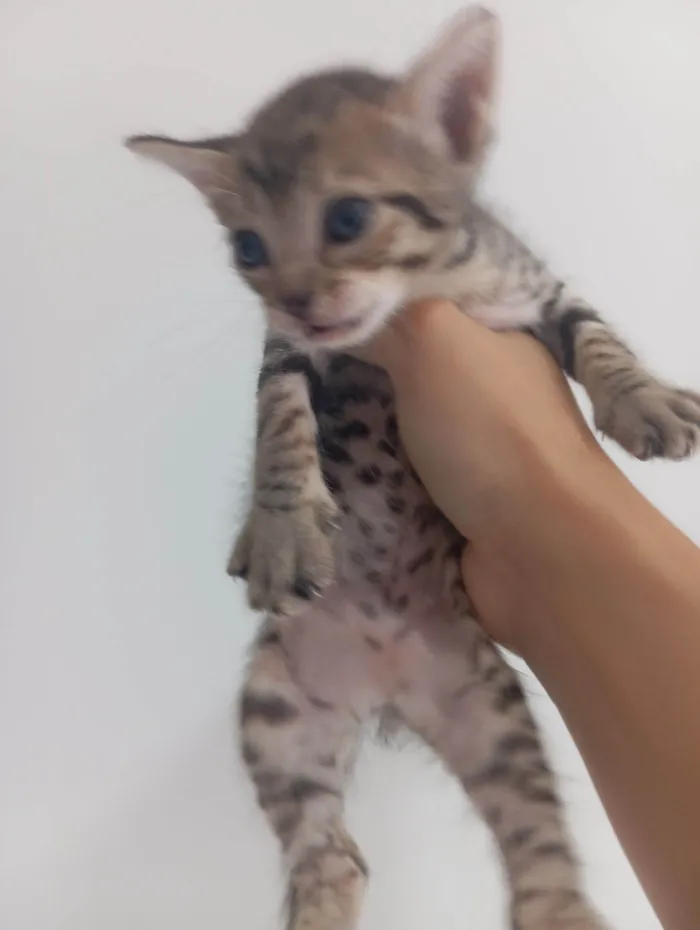 Gato raça SRD-ViraLata idade Abaixo de 2 meses nome Filhotinhos de gatos