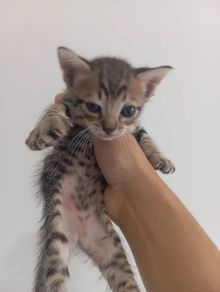 Filhotinhos de gatos