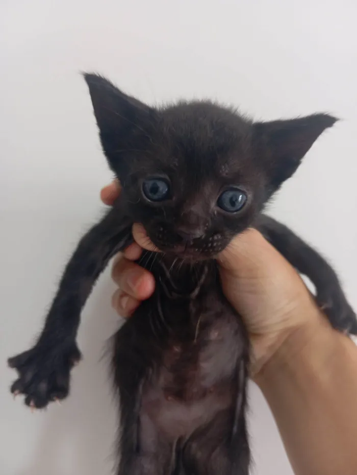 Gato raça SRD-ViraLata idade Abaixo de 2 meses nome Filhotinhos de gatos