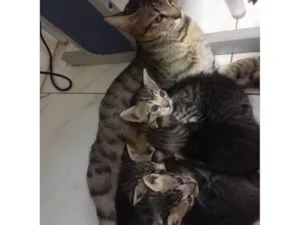 Gato raça SRD-ViraLata idade Abaixo de 2 meses nome Filhotinhos de gatos