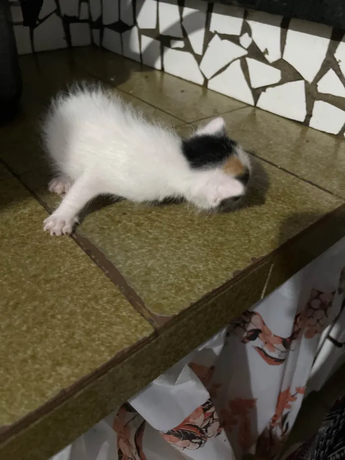 Gato raça Exótico idade Abaixo de 2 meses nome Sem nome por enquanto 