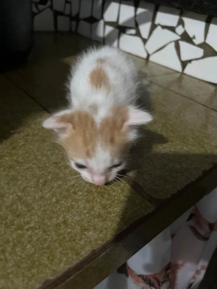 Gato raça Exótico idade Abaixo de 2 meses nome Sem nome por enquanto 