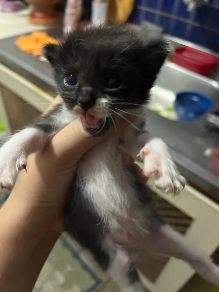Gato raça Exótico idade Abaixo de 2 meses nome Sem nome por enquanto 