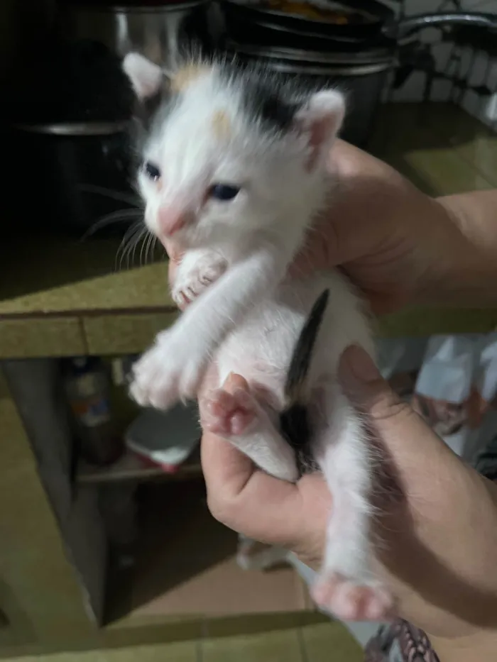 Gato raça Exótico idade Abaixo de 2 meses nome Sem nome por enquanto 