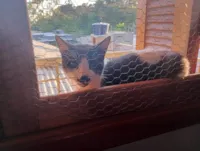 Gato raça SRD-ViraLata idade 1 ano nome Sr bigode