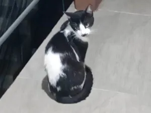 Gato raça SRD-ViraLata idade 1 ano nome Sr bigode