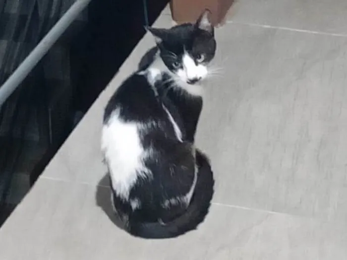 Gato raça SRD-ViraLata idade 1 ano nome Sr bigode