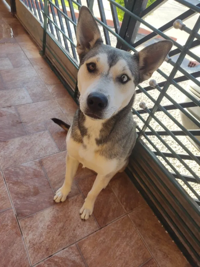 Cachorro raça SRD-ViraLata idade 1 ano nome Everest 