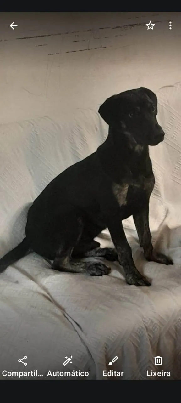 Cachorro raça SRD-ViraLata idade 1 ano nome James Jonh